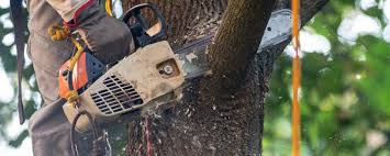 Best Commercial Tree Services  in Ponderay, ID