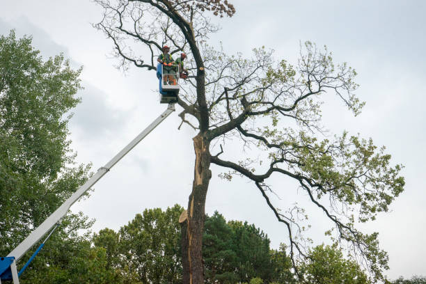 Best Fruit Tree Pruning  in Ponderay, ID